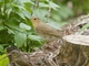 Swainson's Thrush (Catharus ustulatus)