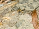 European Harvestman (Phalangium opilio)