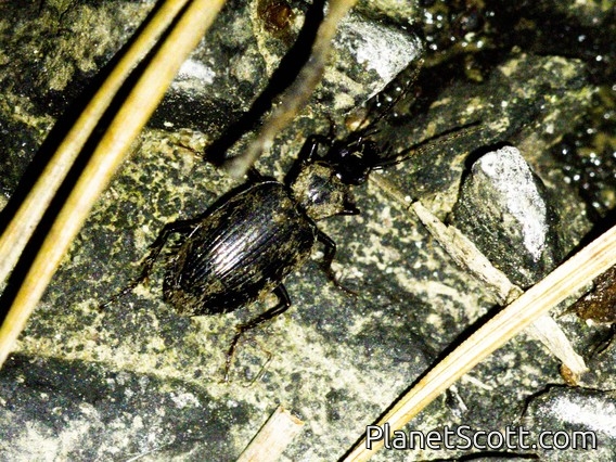 Cosmopolitan Ground Beetle (Laemostenus complanatus)