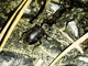 Cosmopolitan Ground Beetle (Laemostenus complanatus)