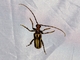 Flower Longhorn Beetle (Ortholeptura insignis)