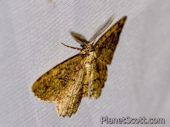 Brown-lined Looper (Neoalcis californiaria)