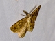 Brown-lined Looper (Neoalcis californiaria)