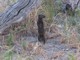 dwarf mongoose (Helogale parvula)