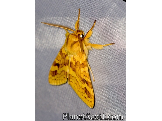 Spotted Tussock Moth (Lophocampa maculata)