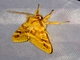 Spotted Tussock Moth (Lophocampa maculata)