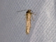 Blastobasid Moth (Blastobasis sp)