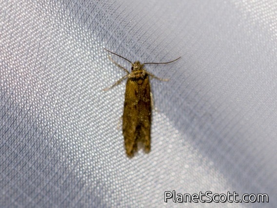 Blastobasid Moth (Blastobasis maroccanella)