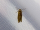 Blastobasid Moth (Blastobasis maroccanella)