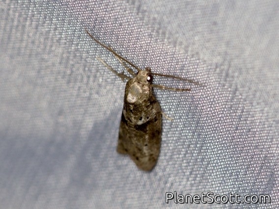 Tropical Fruitworm Moth (Lotisma trigonana)