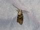 Tropical Fruitworm Moth (Lotisma trigonana)