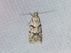 Pink-washed Aristotelia Moth (Aristotelia roseosuffusella)