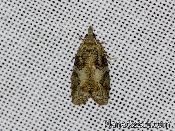 Tortricid Leafroller Moth (Anopina triangulana)
