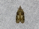 Tortricid Leafroller Moth (Anopina triangulana)