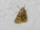 Double-striped Scoparia Moth (Scoparia biplagialis)