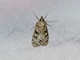 Double-striped Scoparia Moth (Scoparia biplagialis)