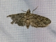 Pug Moth (Eupithecia sp)