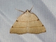 Caberini Moth (Drepanulatrix bifilata)
