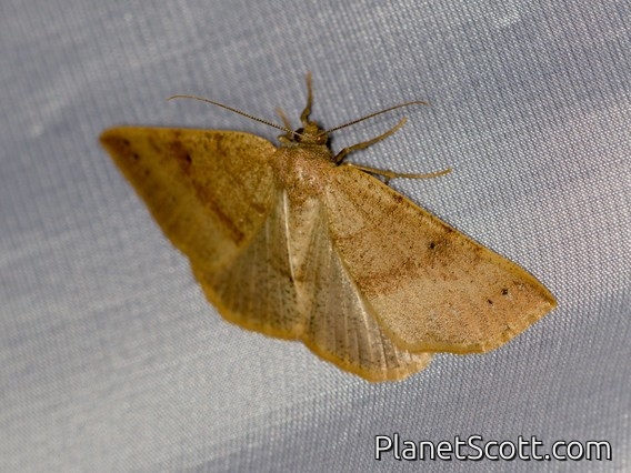 Caberini Moth (Drepanulatrix hulstii)