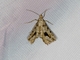 Californian Granite Moth (Digrammia californiaria)