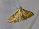 Brown-shaded Mimorista (Mimorista subcostalis)