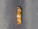 Pine Shoot Moth (Retinia sabiniana)