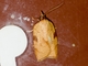 Western Avocado Leafroller Moth (Amorbia cuneanum)