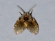 Bathroom Moth Fly (Clogmia albipunctata)