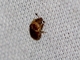 Sap-feeding Beetle (Nitidulinae sp)
