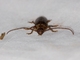 Tooth-necked Longhorn Beetle (Tragosoma pilosicornis)