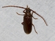 Tooth-necked Longhorn Beetle (Tragosoma pilosicornis)