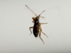 Dirt-colored Seed Bug (Ashlockaria diadema)