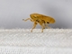 Meadow Spittlebug (Philaenus spumarius)