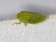 Gyponini Leafhopper (Gyponana procera)