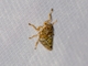 Spittlebug (Aphrophoridae sp)