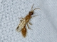 Chyphotid Wasp (Chyphotes sp)