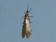 Gray Fishfly (Neohermes filicornis)