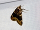 Hayworm Moth (Hypsopygia phoezalis)