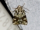 Collared Arches Moth (Lacinipolia strigicollis)