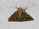 Cutworm Moth (Noctuinae sp)