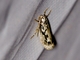 Twirler Moth (Gelechiidae sp)