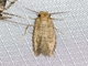 Fungus Moth (Tineidae sp)