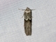 Acorn Moth (Blastobasis glandulella)