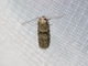 Acorn Moth (Blastobasis glandulella)