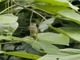 Spectacled Bulbul (Rubigula erythropthalmos)