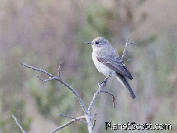 Spotted Flycatcher (Muscicapa striata)