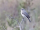 Spotted Flycatcher (Muscicapa striata)