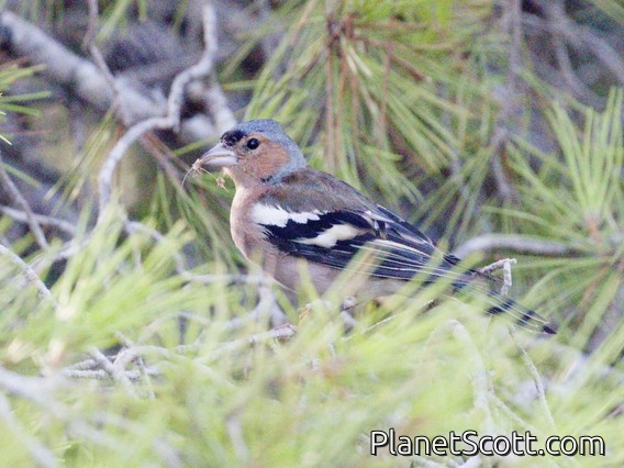 Common Chaffinch (Fringilla coelebs)