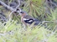 Common Chaffinch (Fringilla coelebs)