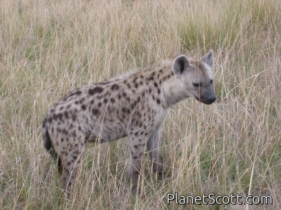 spotted hyena (Crocuta crocuta)